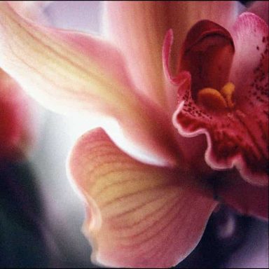 Close-up of a delicate pink orchid blossom with intricate details.