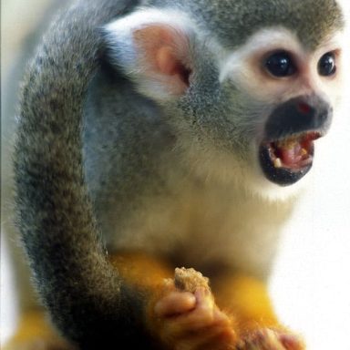 Close-up of a small monkey with grey fur, expressive eyes, and an open mouth.