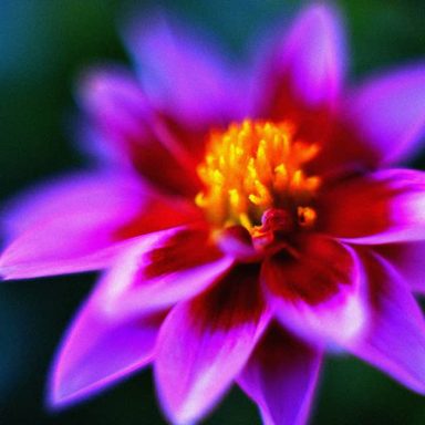 Vibrant purple flower with yellow centre against a blurred green background.