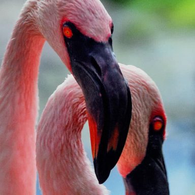 Two pink flamingos standing closely together, their necks entwined.