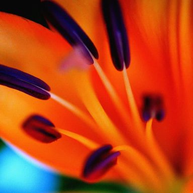 Close-up of vibrant orange flower petals with purple stamens and fine white filaments.