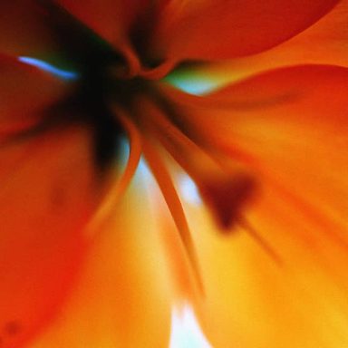 Abstract close-up of a vibrant orange flower with soft, blurred petals.