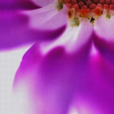 Close-up of a purple flower petal with soft gradients and intricate inner details.