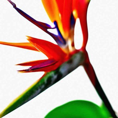 Vibrant orange and purple bird of paradise flower against a white background.