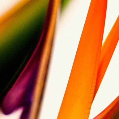 Vibrant close-up of orange and purple tropical plant leaves against a light background.