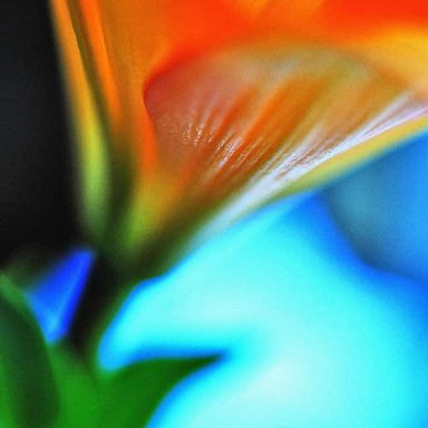 Close-up of an orange flower petal with a blurred blue background.