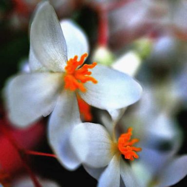 Delicate white flowers with vibrant orange stamens and a blurred green background.