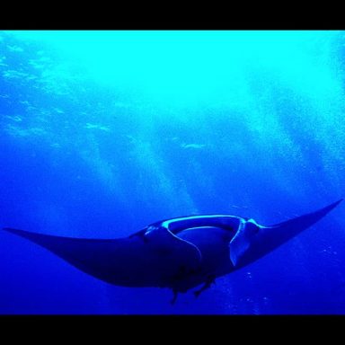 A manta ray gliding gracefully through deep blue ocean waters.