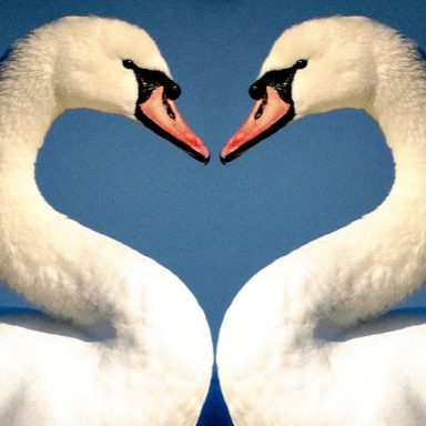 Two elegant white swans facing each other against a blue background.