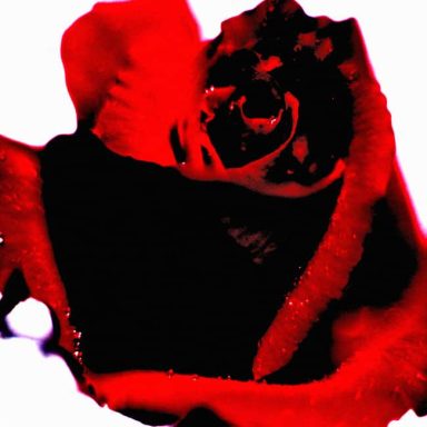 Close-up of a red rose with deep black accents.