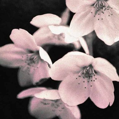 Delicate pink flowers with soft petals on a dark background.