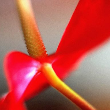 Close-up of a vibrant red flower with delicate petals and a textured yellow centre.