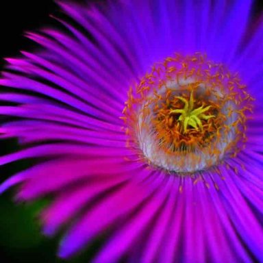 Vibrant purple flower with a yellow centre and intricate petal details.