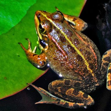 Brown frog with yellow stripes on a lily pad, partially submerged in water.