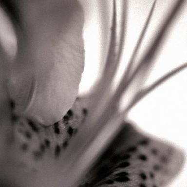 Close-up of a delicate flower petal, softly blurred in monochrome.