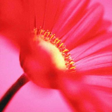 Close-up of a vibrant pink flower with a yellow centre and delicate petals.