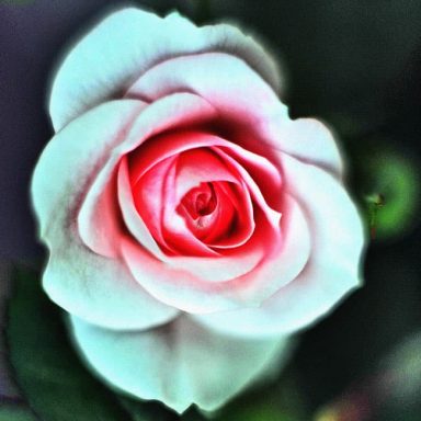 Pink rose with soft petals and a green background.