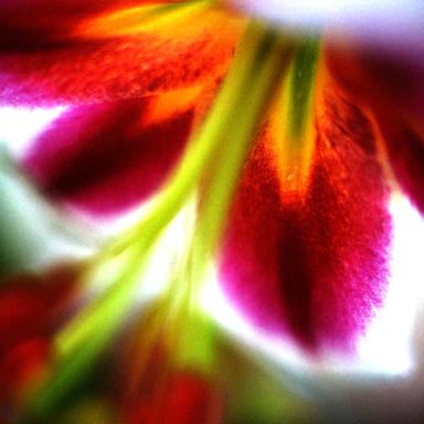 Close-up of vibrant flower petals in shades of red, orange, and purple.