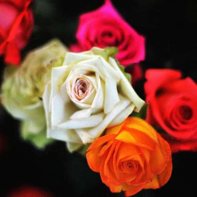 A vibrant arrangement of pink, red, white, and orange roses.