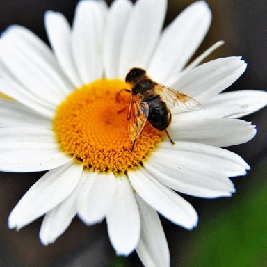 A bee perched on a white daisy with a yellow centre.