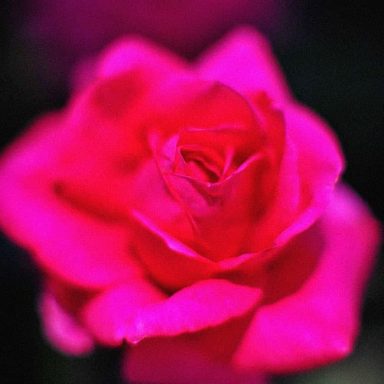 Bright pink rose in full bloom against a dark background.