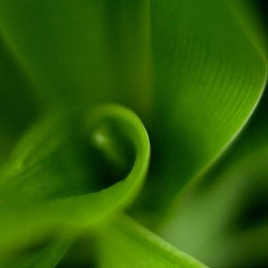 Close-up of a curled green leaf, showcasing its smooth texture and vibrant colour.