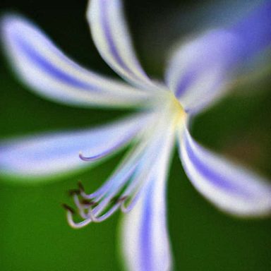 Delicate blue and white flower with long petals and subtle details against a blurred background.