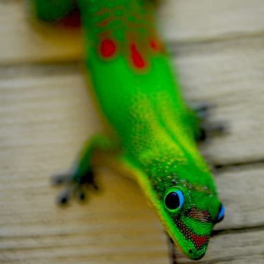 A vibrant green gecko with red patterns and blue eyes on a wooden surface.