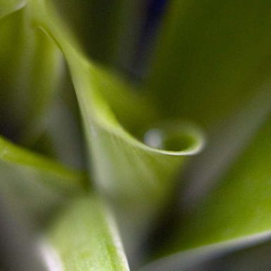 Abstract green leaf with a curled tip and soft focus background.