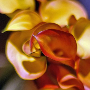 Close-up of vibrant red and yellow flower petals.