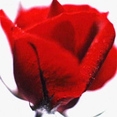 Close-up of a deep red rose with delicate petals and a smooth stem.