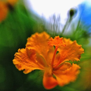 Close-up of a vibrant orange flower with frilled petals against a blurred green background.