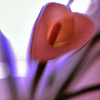 Close-up of a heart-shaped pink flower with soft blurred background.