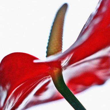 Close-up of a vibrant red flower petal with a green stem.