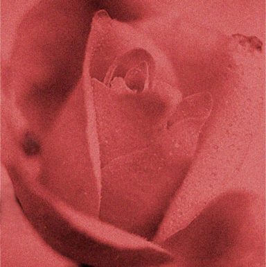 Close-up of a red rose, showcasing its petals and delicate texture.