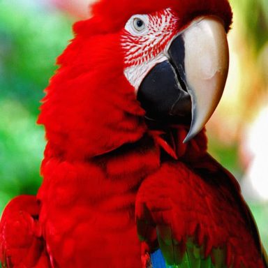 Bright red parrot with a distinctive beak and vibrant green accents.