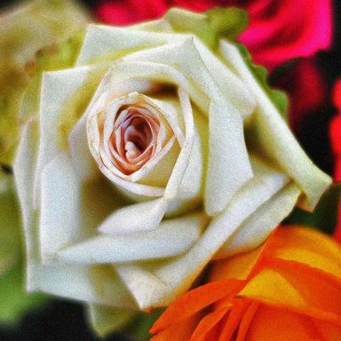 A close-up of a cream rose surrounded by vibrant pink and orange flowers.