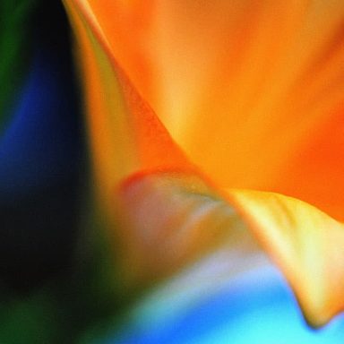 Close-up of an orange petal with soft blurred background colours.