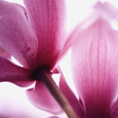 Delicate pink petals of a flower with a soft, blurred background.