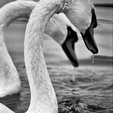 Two elegant swans with curved necks, gently dipping their heads near water.