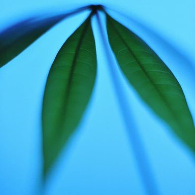 Two elongated green leaves against a blue background.