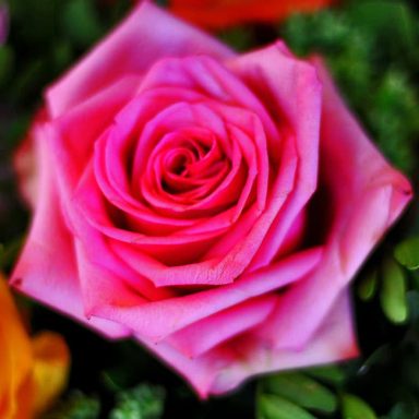 Close-up of a vibrant pink rose surrounded by green foliage.