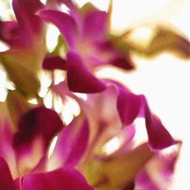 Vibrant purple flowers with soft petals softly blurred in the background.