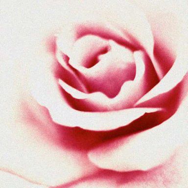 Close-up of a soft pink rose with delicate petals.