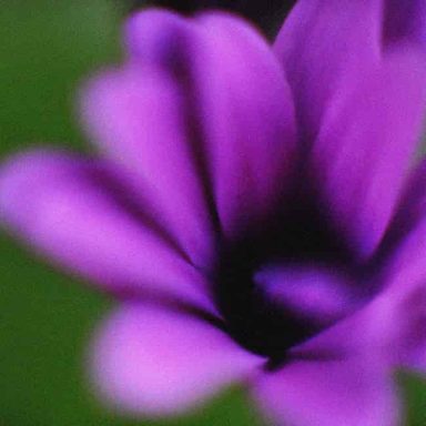 Close-up of a purple flower with soft, blurred petals against a green background.