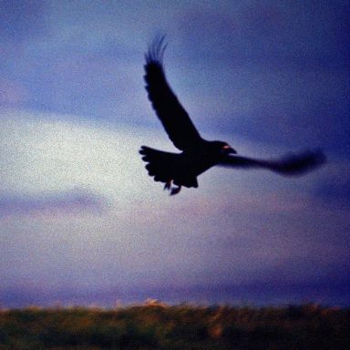 A silhouette of a bird in flight against a dramatic sky.