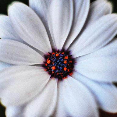 Close-up of a white flower with a vibrant purple centre and red highlights.