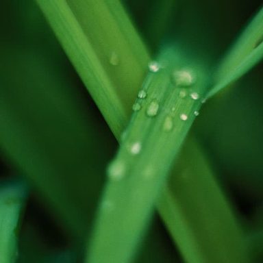 Close-up of green grass blades with water droplets.