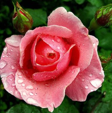 Pink rose with water droplets on petals, surrounded by green leaves.